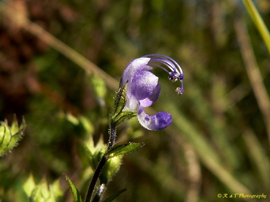 {Trichostema dichotomum}